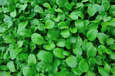 Sebze bahçe büyüyen yeşil choy toplamı