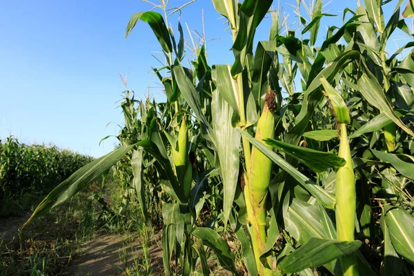 Вирощування Кукурудзи Фермі — стокове фото