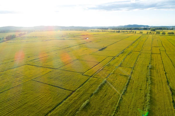 Αεροφωτογραφία Του Στον Τομέα Του Ρυζιού Από Drone — Φωτογραφία Αρχείου