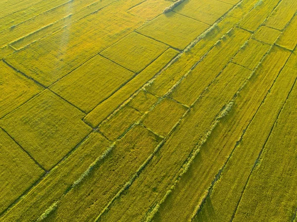 Вид Повітря Рисове Поле Безпілотника — стокове фото