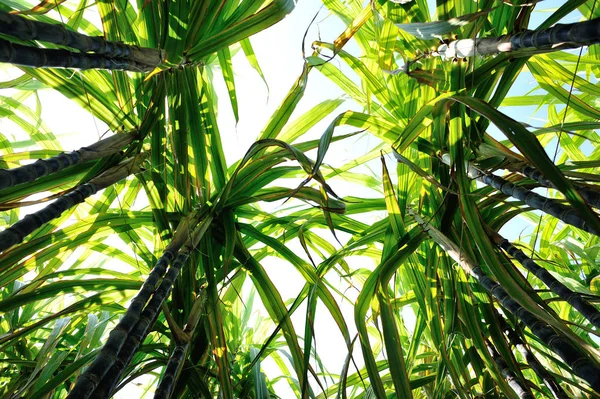 現場で育つサトウキビの植物 — ストック写真