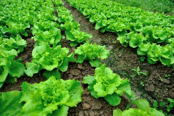 Daun Selada Hijau Tumbuh Kebun Sayuran — Stok Foto