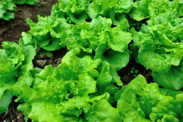 Plantas Lechuga Verde Crecimiento Huerta — Foto de Stock