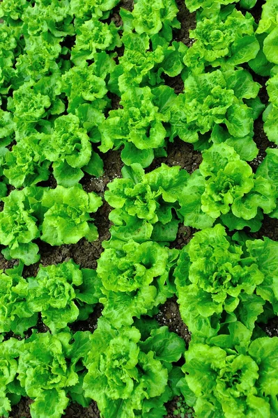Plantele Salată Verde Creștere Grădina Legume — Fotografie, imagine de stoc