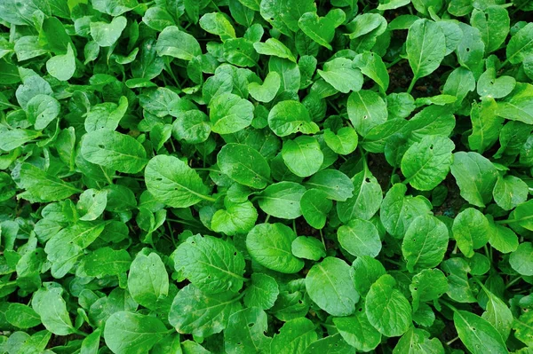 Crecimiento Choy Sum Verde Huerta — Foto de Stock