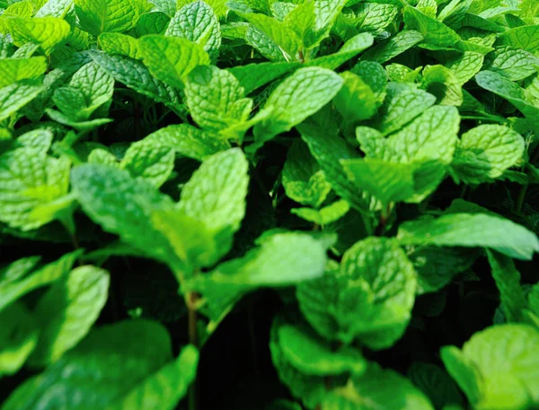 Green Mint Plants Growing Vegetable Garden — Stock Photo, Image