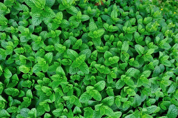 Tanaman Mint Hijau Tumbuh Kebun Sayuran — Stok Foto