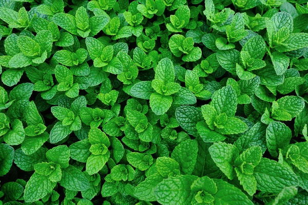 green mint plants growing at vegetable garden