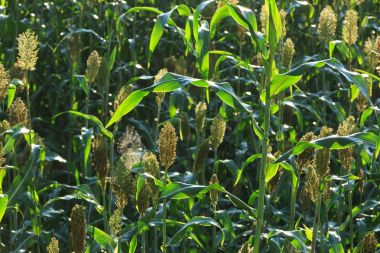 jowar tahıl sorgum kırpma çiftlik alanı, büyüme