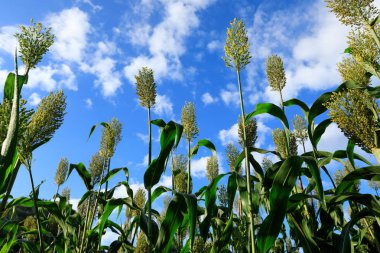 jowar tahıl sorgum kırpma çiftlik mavi gökyüzü altında
