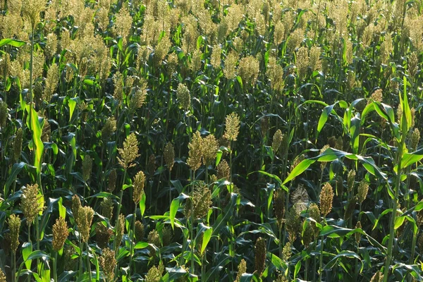 Jowar Granja Grãos Sorgo Crescimento Campo — Fotografia de Stock