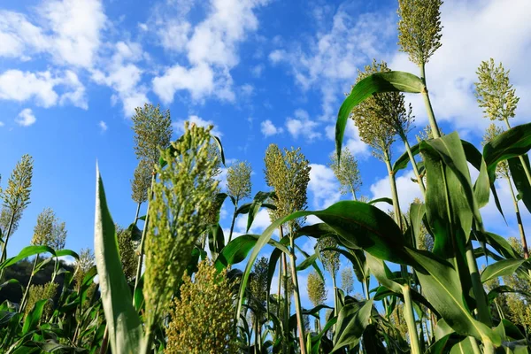 青い空の下 Jowar 粒ソルガムの作物ファーム — ストック写真