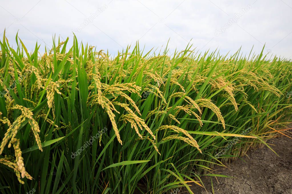 Rice Grain Plants Growth Field — Stock Photo © lzf 178852122