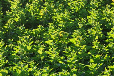 Yeşil ayçiçeği bitkileri alanında büyüme