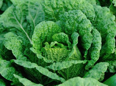 alan büyüyen yeşil Çince lahana bitkileri