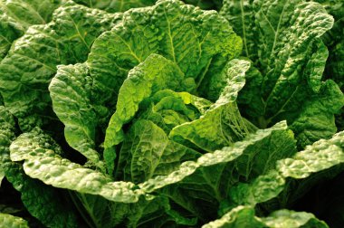 alan büyüyen yeşil Çince lahana bitkileri