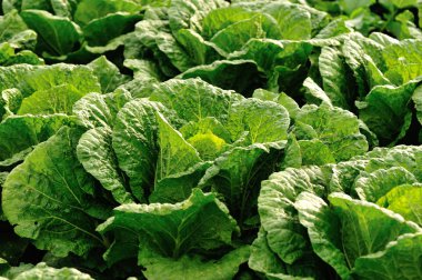 Çince lahana bitkileri alanında büyüme