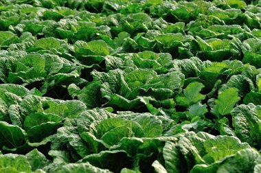 Satır alanı büyüyen yeşil Çince lahana