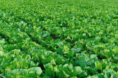 Satır alanı büyüyen yeşil Çince lahana