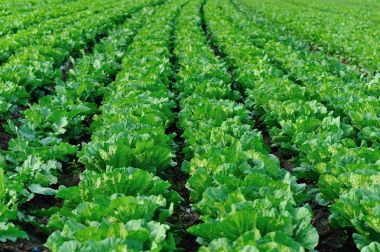 Satır alanı büyüyen yeşil Çince lahana