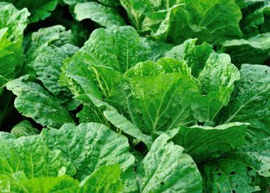 Çince lahana bitkileri alanında büyüme