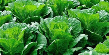 alan büyüyen yeşil Çince lahana bitkileri