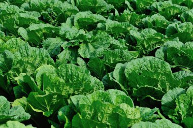 Çince lahana bitkileri alanında büyüme