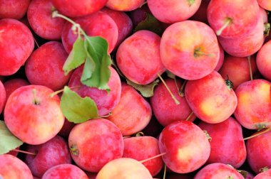 Olgun taze kırmızı crabapples closeup arka plan olarak