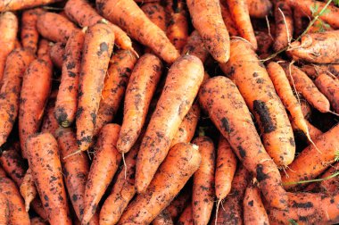 taze hasat turuncu havuç closeup