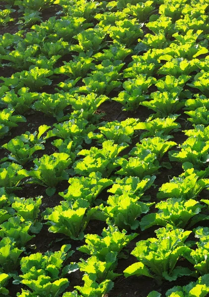 フィールドで成長して緑の白菜の行 — ストック写真