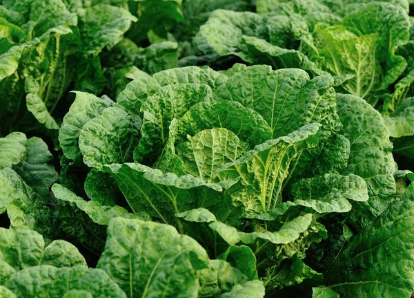 Green Chinese Cabbage Crops Growing Field — Stock Photo, Image
