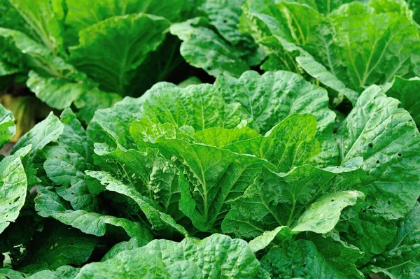 Chinese Cabbage Crops Growth Field — Stock Photo, Image