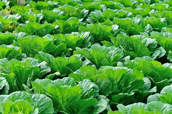 Mező Zöld Káposzta Termesztett Növények — Stock Fotó