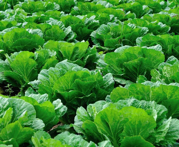 Green Chinese Cabbage Crops Growing Field — Stock Photo, Image