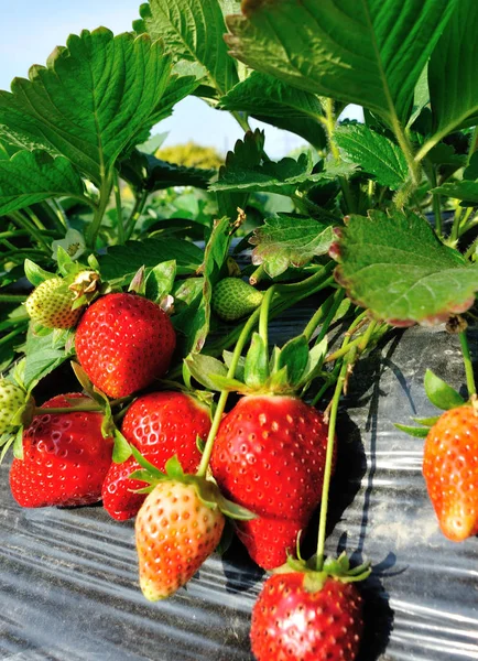 红绿草莓在花园里生长 — 图库照片