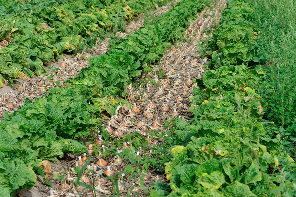 Chinakohl Und Zwiebelpflanzen Wachstum Auf Dem Feld — Stockfoto