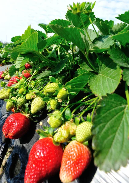 Morangos Vermelhos Verdes Que Crescem Jardim — Fotografia de Stock