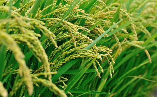 Reis Wächst Auf Dem Feld — Stockfoto