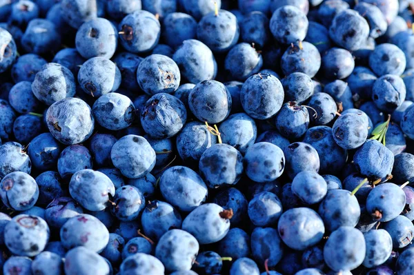 Closeup Ripe Picked Fresh Blue Berries — Stock Photo, Image