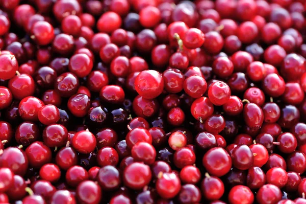 Closeup Fresh Picked Ripe Red Cranberries — Stock Photo, Image