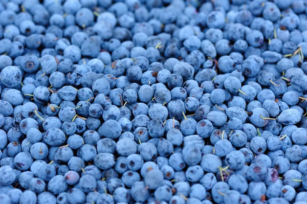 Nahaufnahme Von Reifen Gepflückten Frischen Blauen Beeren — Stockfoto