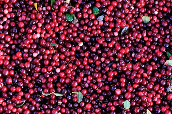 Close Cranberries Vermelhos Maduros Colhidos Frescos — Fotografia de Stock
