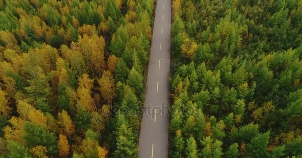 Letecký Pohled Záběry Drone Vynořující Stezka Podzimní Krajinou Lesů — Stock video