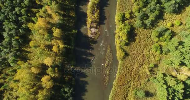 Vue Aérienne Une Petite Rivière Avec Des Forêts Paysage Majestueux — Video