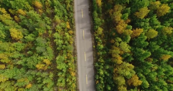 Asfaltová silnice v podzimní les — Stock video