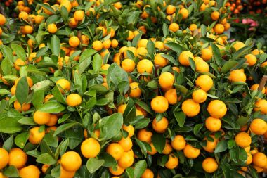 Bahçede büyüyen Kamkat görünümünü kapat 