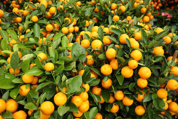 Close up view of kumquat growing in garden 