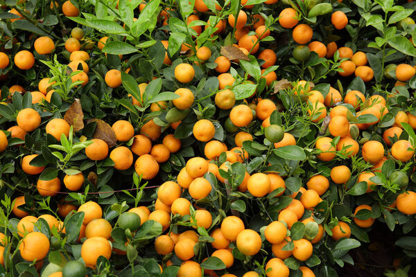 Close up view of kumquat growing in garden 