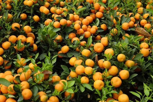 Vista Vicino Kumquat Che Cresce Giardino — Foto Stock