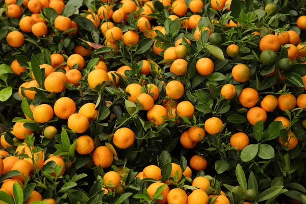 Vista Vicino Kumquat Che Cresce Giardino — Foto Stock